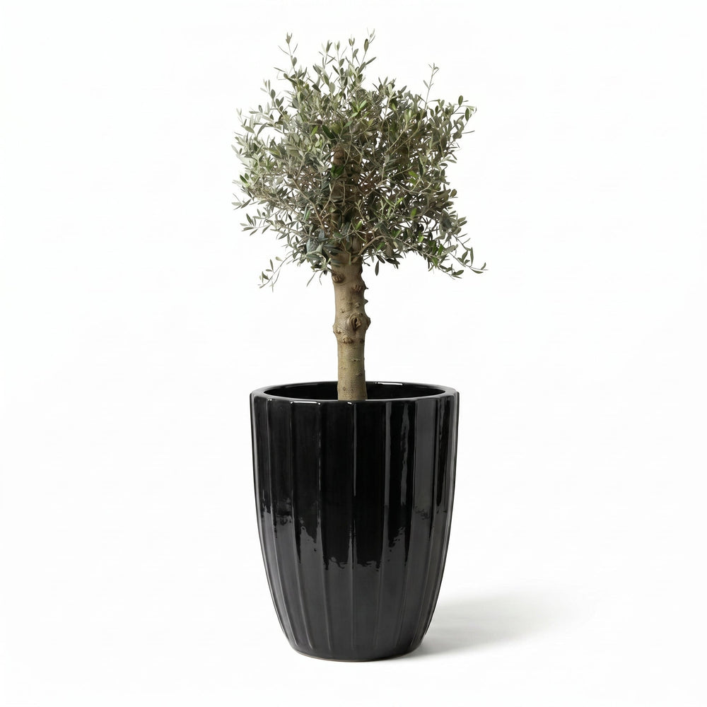 Olivenbaum (starker Stamm) im Topf HUGO 55×71cm — Schwarz