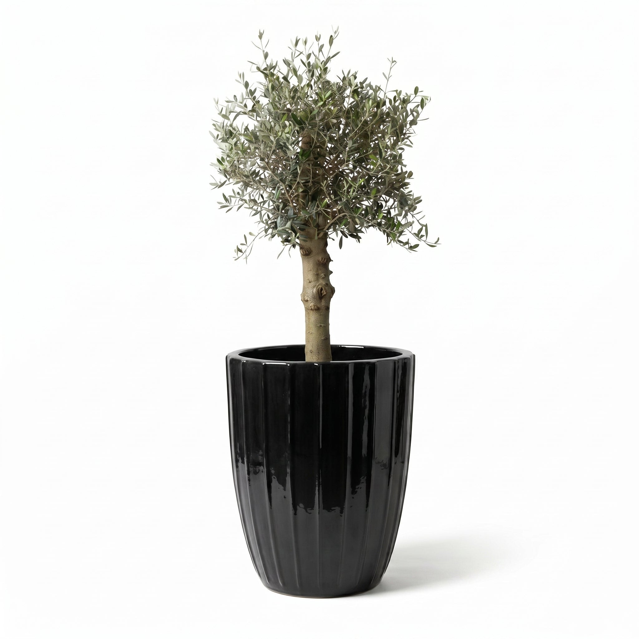 Olivenbaum im Topf HUGO (starker Stamm) 55×71cm — Schwarz