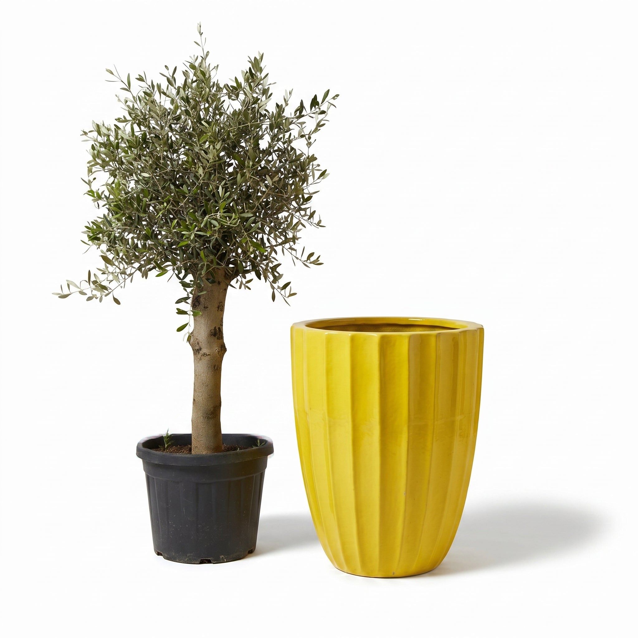 Olivenbaum im Topf HUGO (starker Stamm) 55×71cm — Gelb