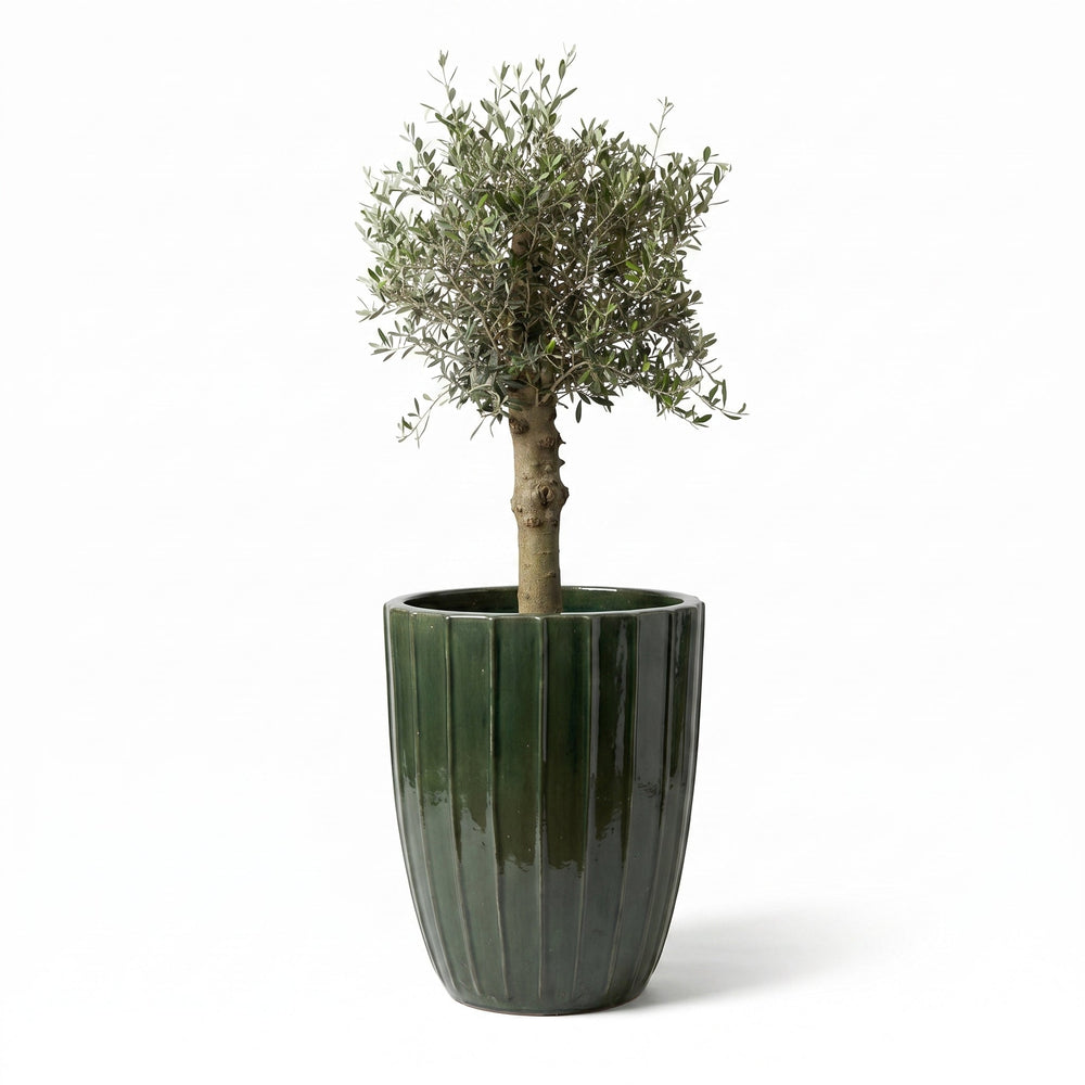 Olivenbaum (starker Stamm) im Topf HUGO 55×71cm — Dschungelgrün