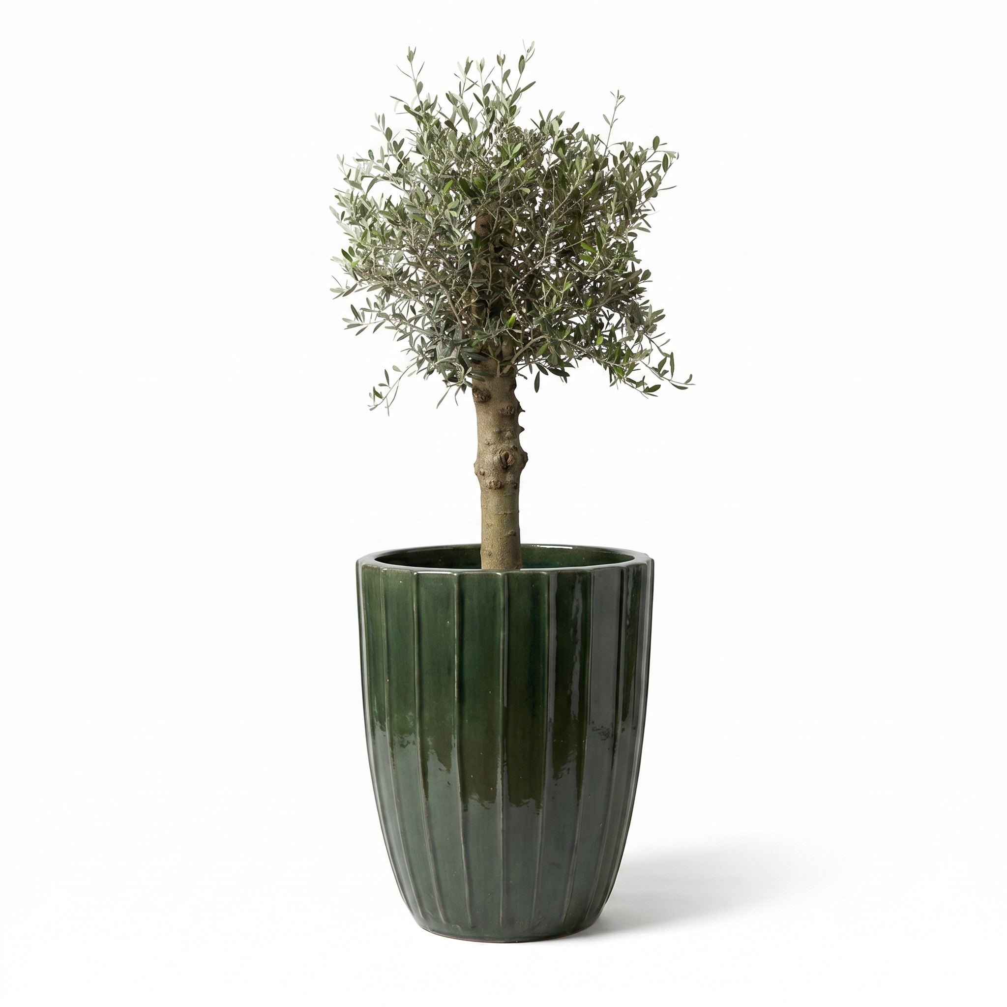 Olivenbaum im Topf HUGO (starker Stamm) 55×71cm — Dschungelgrün