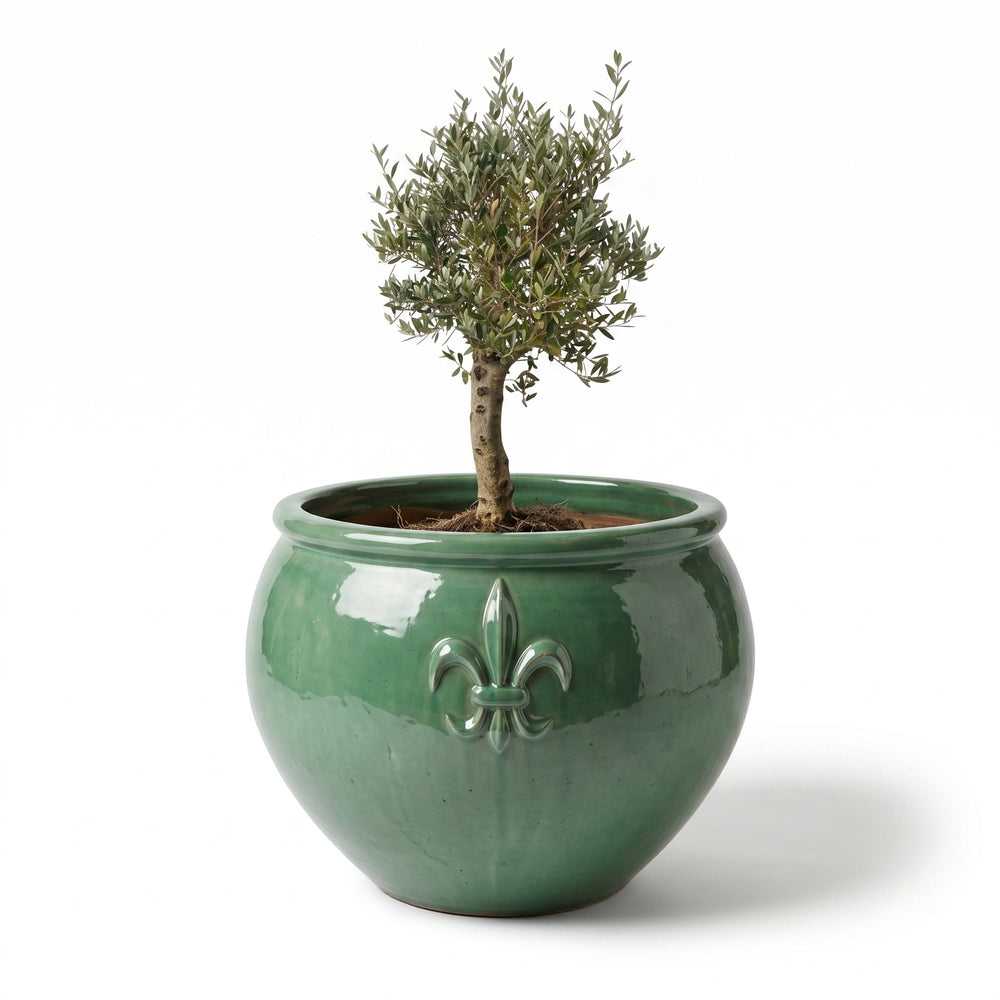 Olivenbaum (starker Stamm) im Topf CLOVIS 86×64cm — Jade