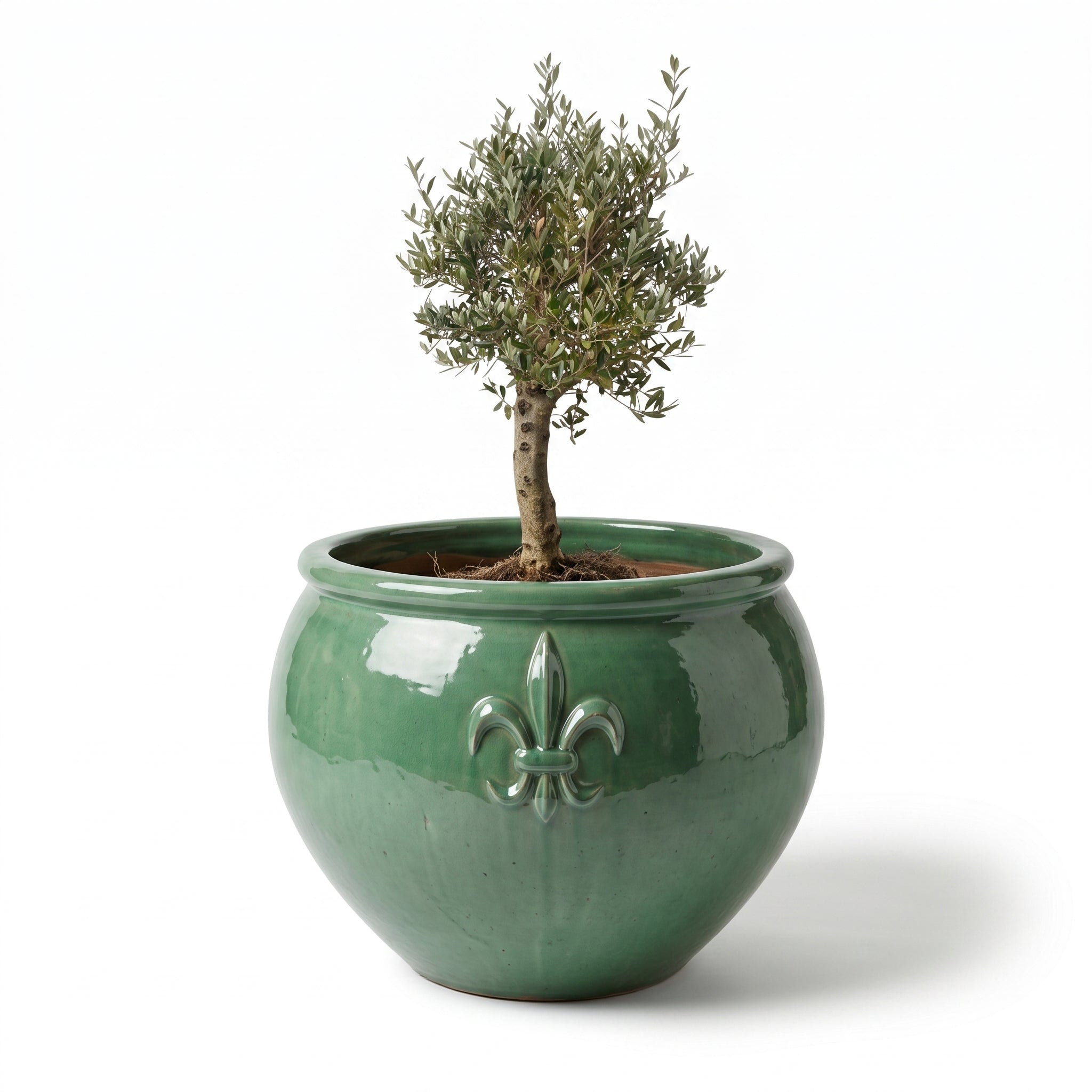 Olivenbaum im Topf CLOVIS (starker Stamm) 86×64cm — Jade