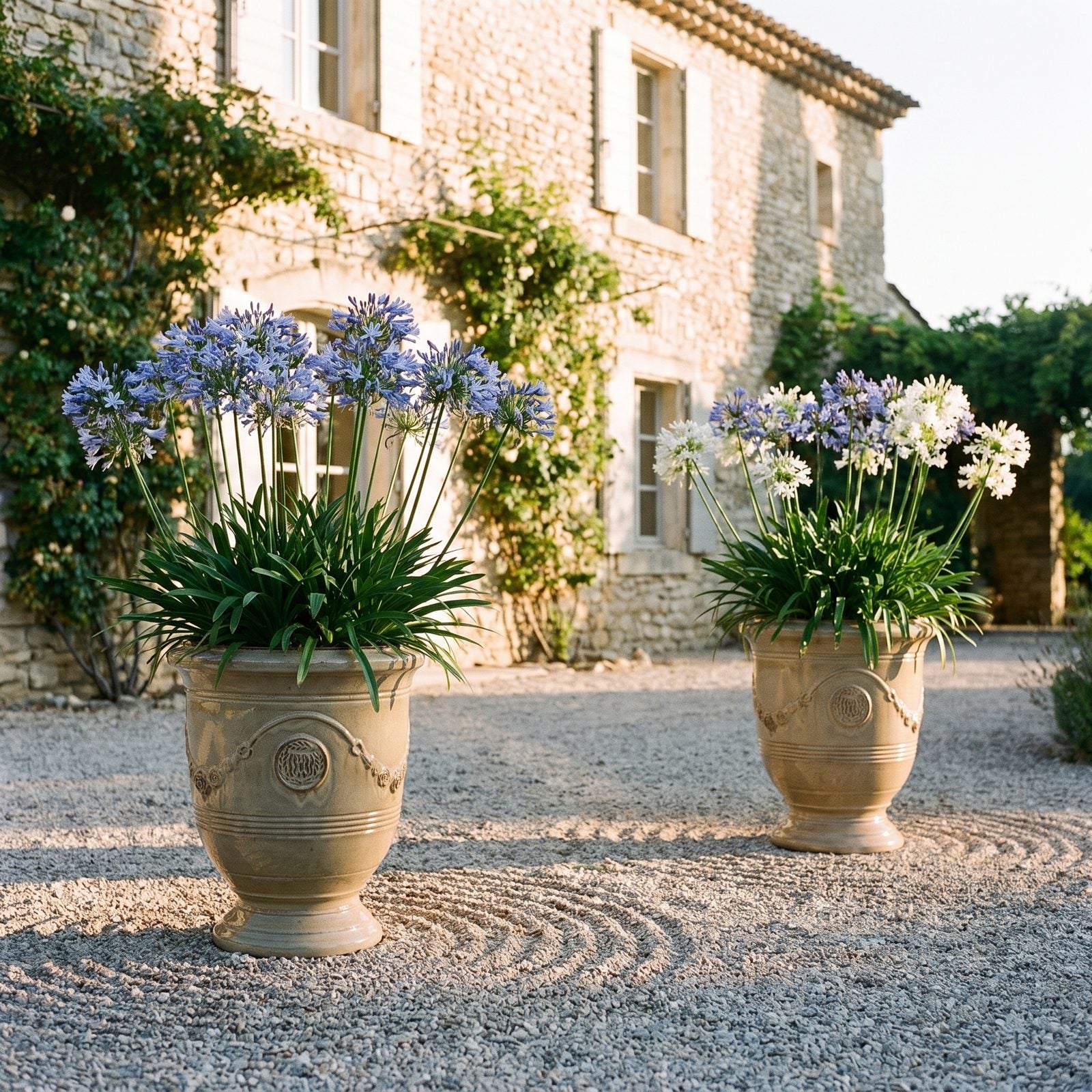 Zwei RICHELIEU Sandbronze mit Schmucklilien vor einer Villa mit Kieshof